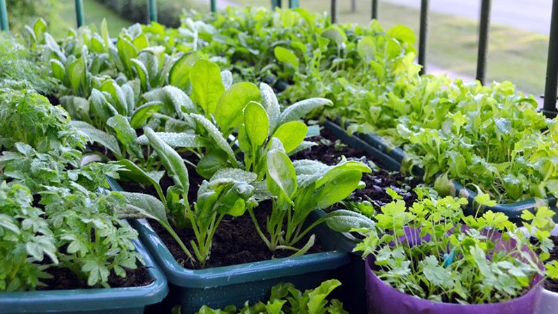 using-potting-soil-for-vegetables