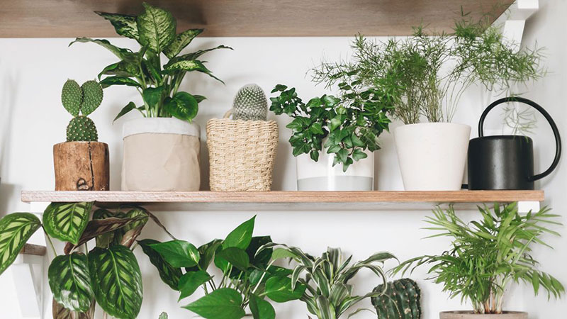 keep indoor plants small