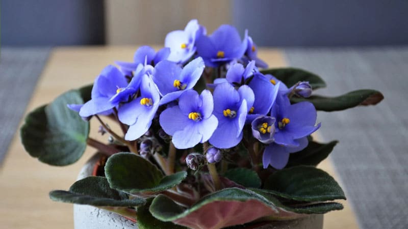 mini and small indoor plants African Violet