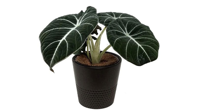 small house plants size Alocasia Black Velvet