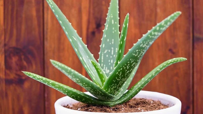 small trees for pots aloe vera