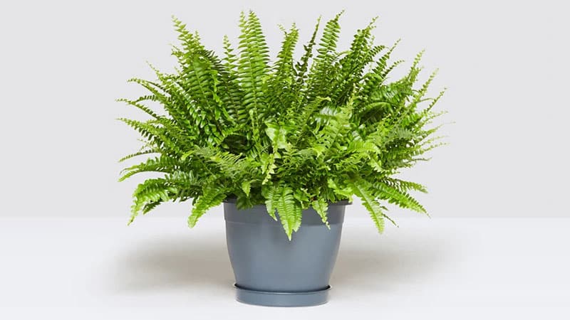 Boston Fern is one of the popular small house plants