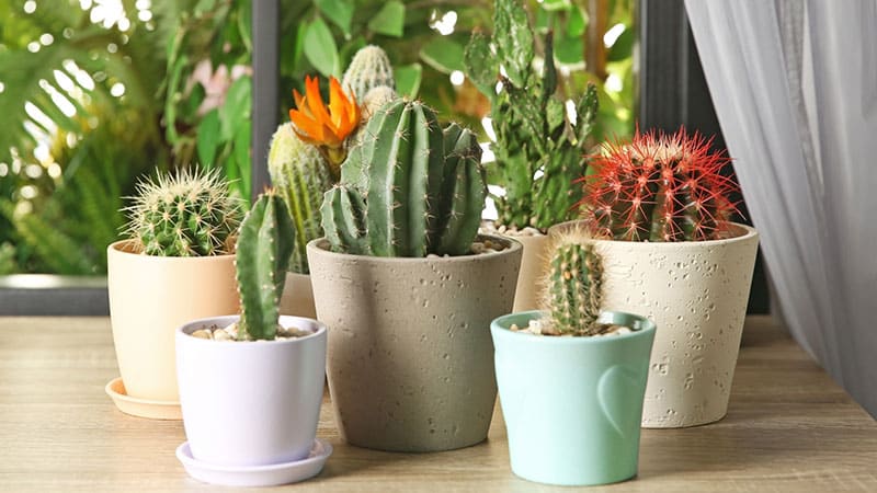 small house plant cacti