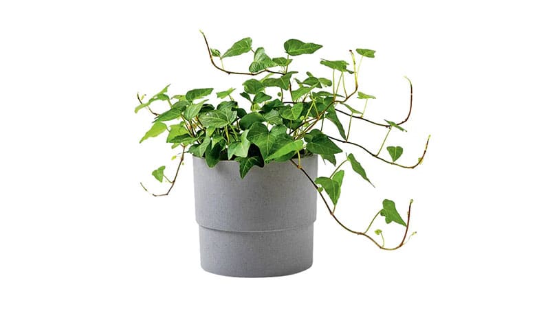 Small and tiny indoor plant English Ivy