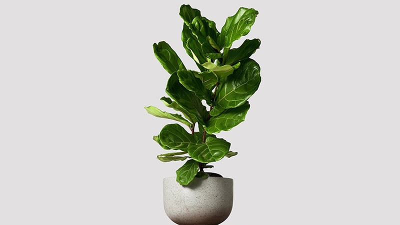 small house plant size Fiddle Leaf Fig 