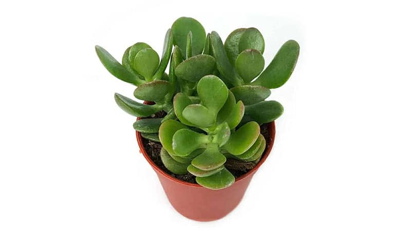 jade plant is small plant in pot