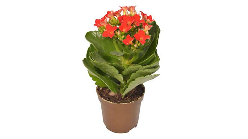 Kalanchoe and Mini Kalanchoe