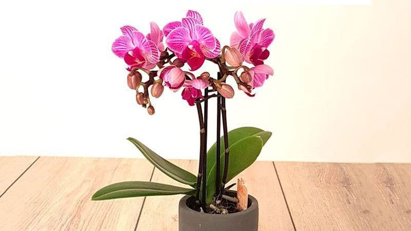 orchid is one of the popular small indoor plants