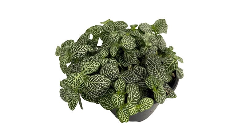 small indoor plants nerve plant