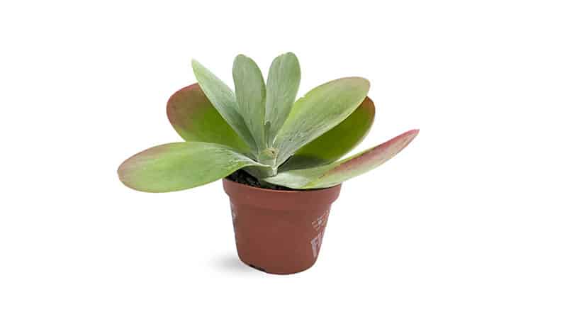 Paddle Plant is popular small house plant