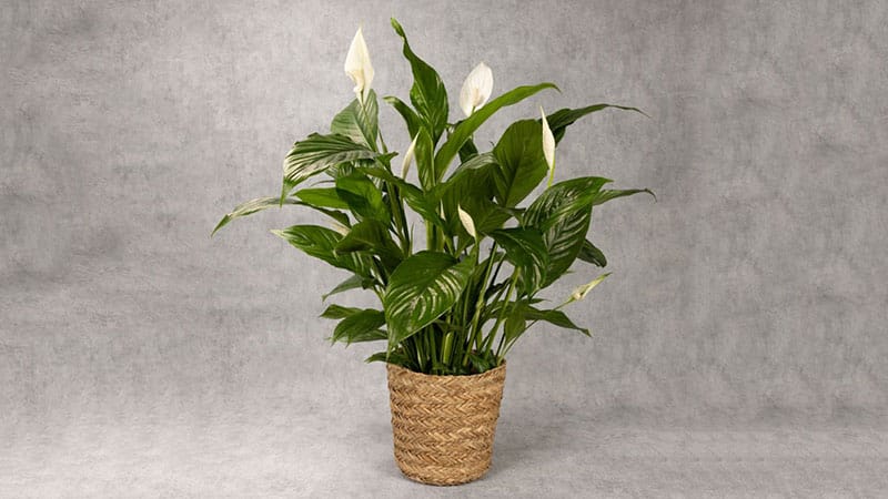 Peace lily