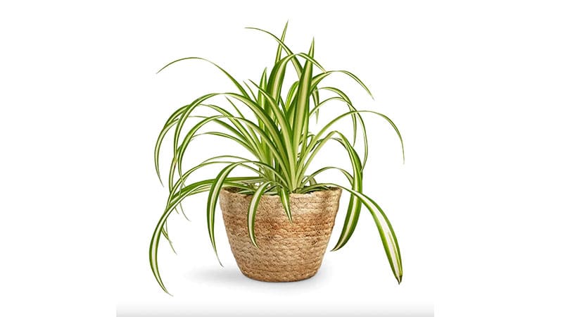 Spider Plant is one of the small plant pots indoor