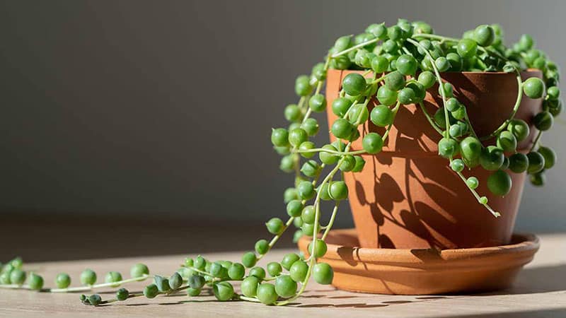 String of Pearls