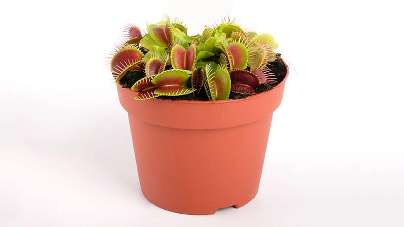 Venus Fly Trap 