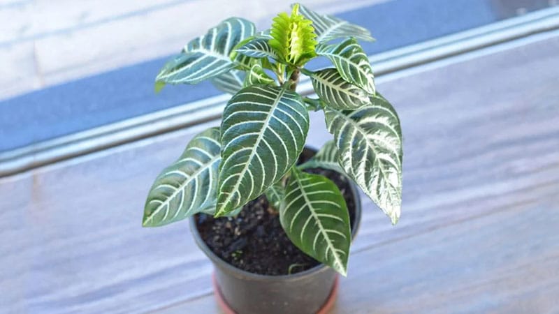 Zebra Plant is beautiful small house plant