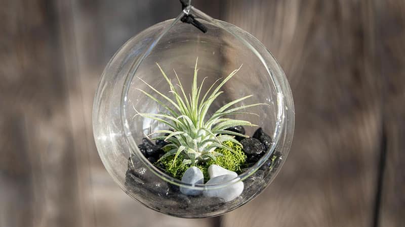 air plant is special small indoor plant