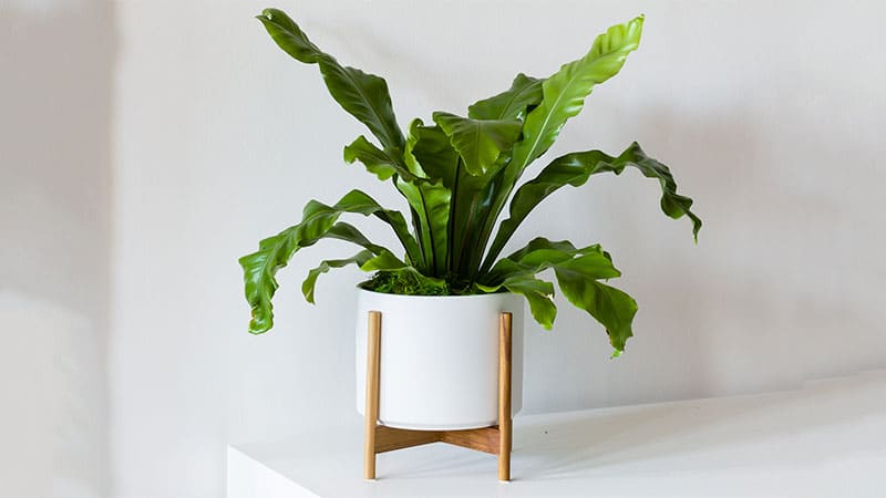 Bird's Nest fern is one of the favorite small indoor plants