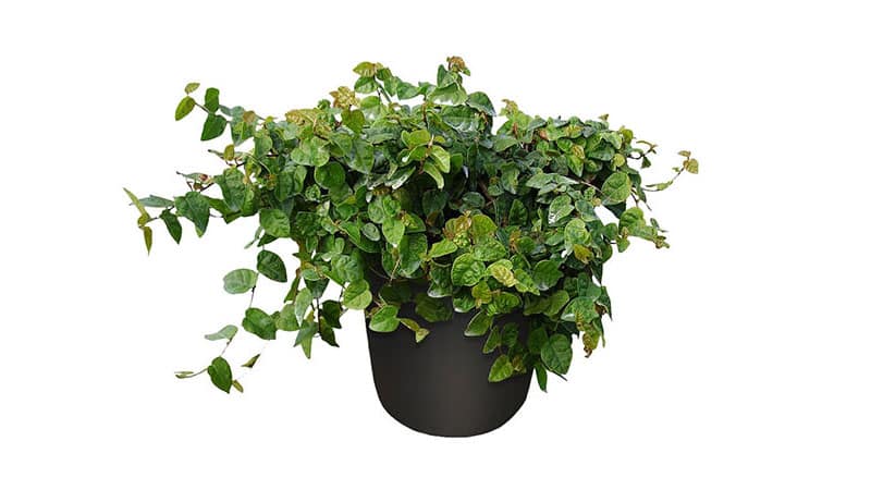 Small house plant Creeping fig 