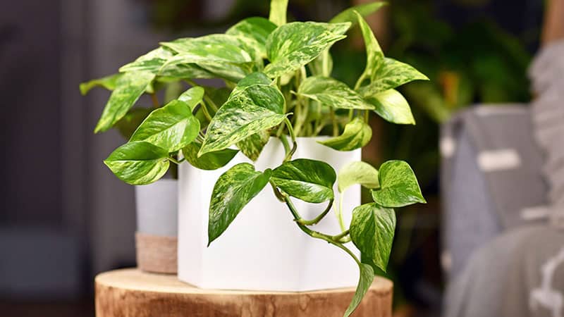 Golden pothos is small potted plant