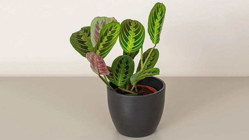 Prayer plant