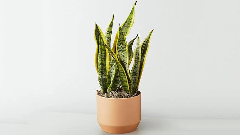 Snake plant is beautiful small indoor plant