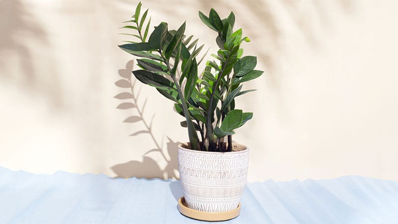 ZZ plant is one of the small potting plants