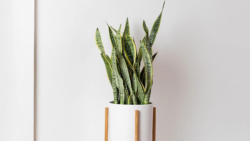 Benefits of Proper Fertilization for Snake Plants