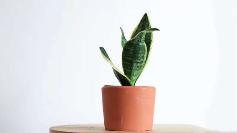 Signs of Over-Fertilizing snake plant