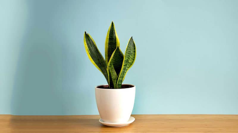 when to fertilize snake plant