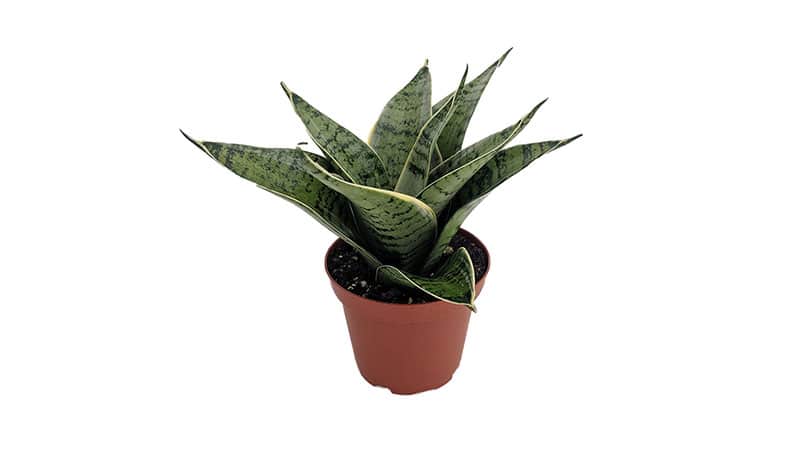 Micronutrients in snake plant fertilizer