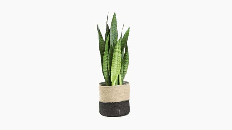 Organic fertilizer for snake plant