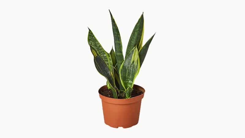 How Often to Fertilize Snake Plants?