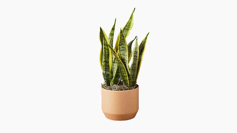 How To Fertilize Your Snake Plant