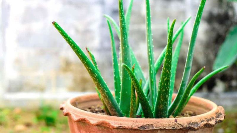 Care for aloe vera after repotting