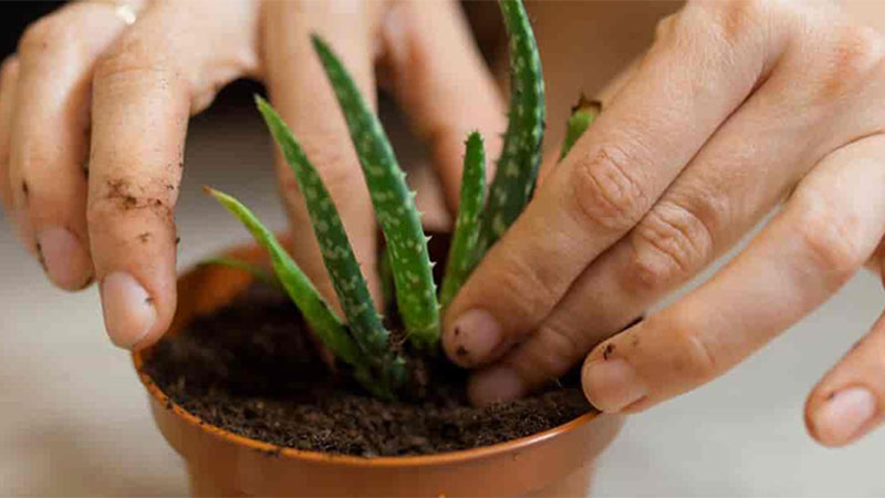 when to repot aloe vera