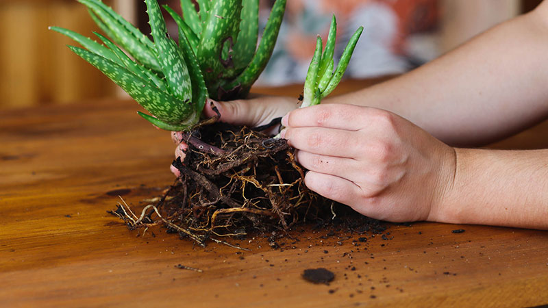 Repotting Aloe vera is simple