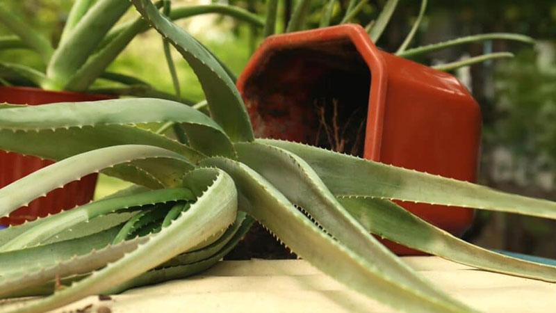 Prepare carefully before repotting aloe vera