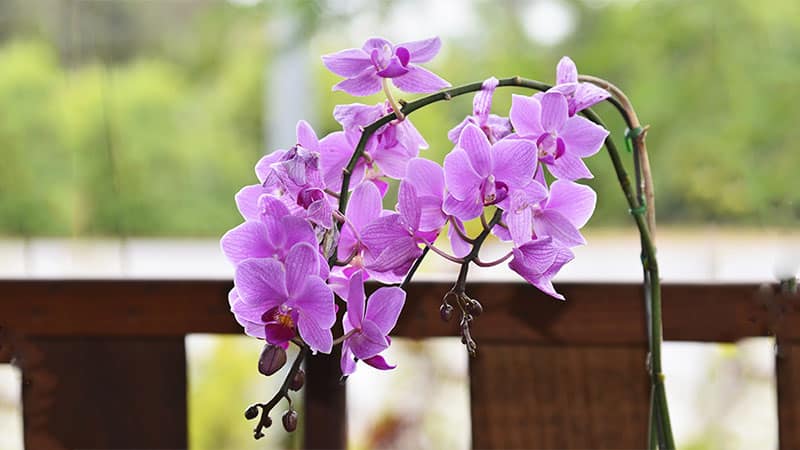 The Importance of Light for Orchids