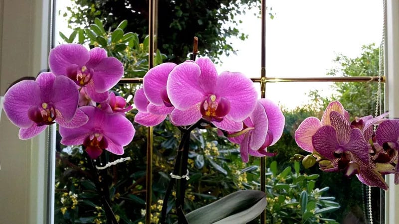 ideal location for placing orchids