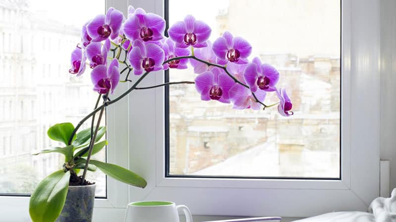 the Orchid's Sunlight Needs Across Seasons