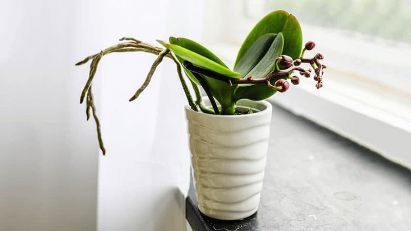 Assessing the Light Levels for Your Orchids