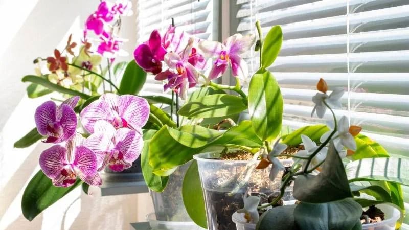 Light Duration for Orchid