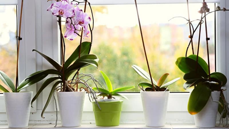 Symptoms that orchid is not received enough light