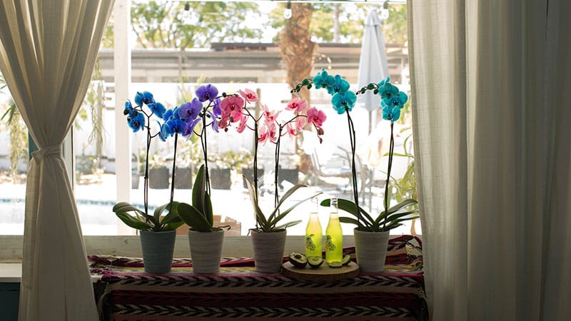 signs that orchid receives Excessive Light 