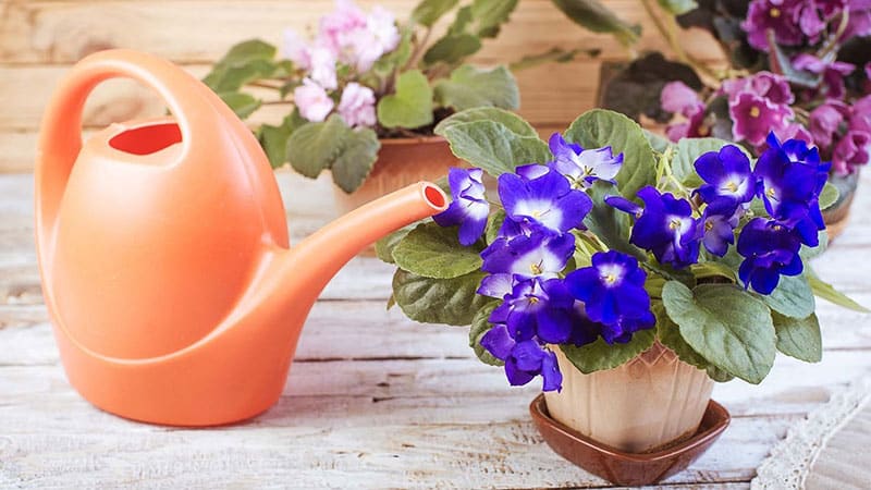 How to water African Violet properly