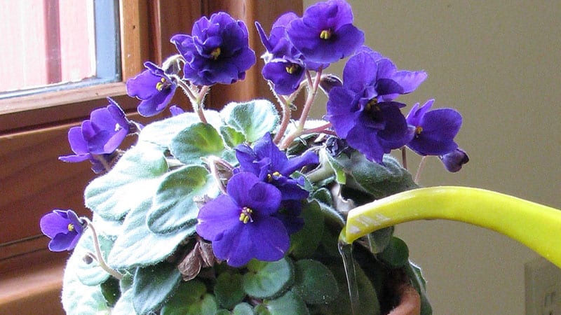 Quality of water is important for African Violet