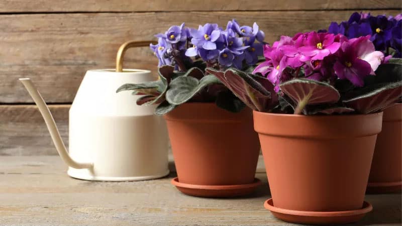 Watering African Violet plants from the top