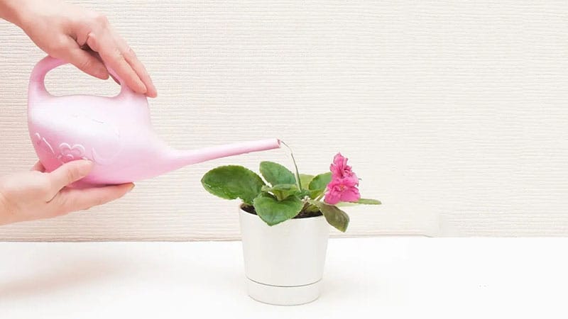 Watering African Violet plants from the bottom