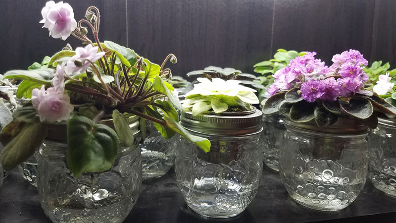 Watering African Violet plants by wicking method