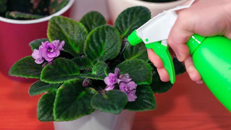 when your African Violet needs watering